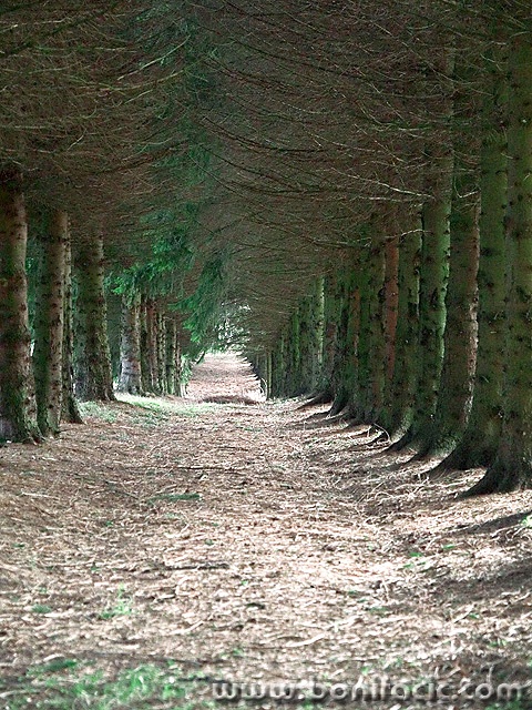 nature___Tree Tunnel___Ogulin, Croatia.