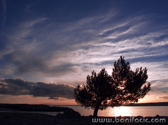 nature___Tree___Punat, Croatia.