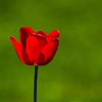 tulipan1mal