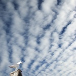 animals___Chimney Guy___Punat, Croatia.