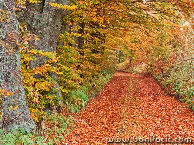 nature___Walking By The Wood___Begovo Razdolje, Croatia.