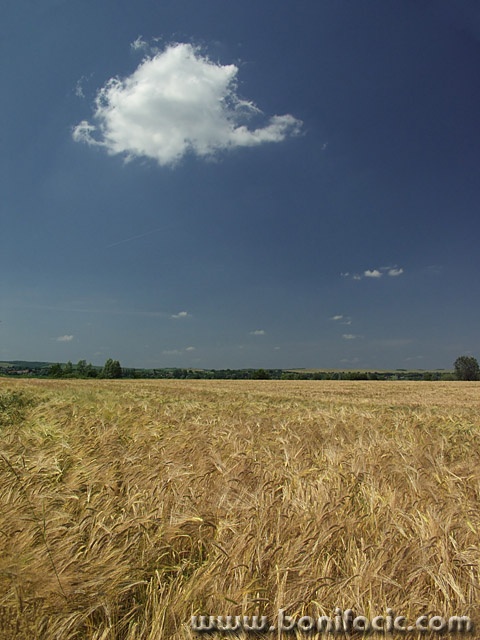 nature___Wheat___Baranja, Croatia.