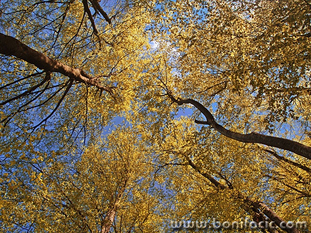 nature___Whisper___National Park Plitvice, Croatia.