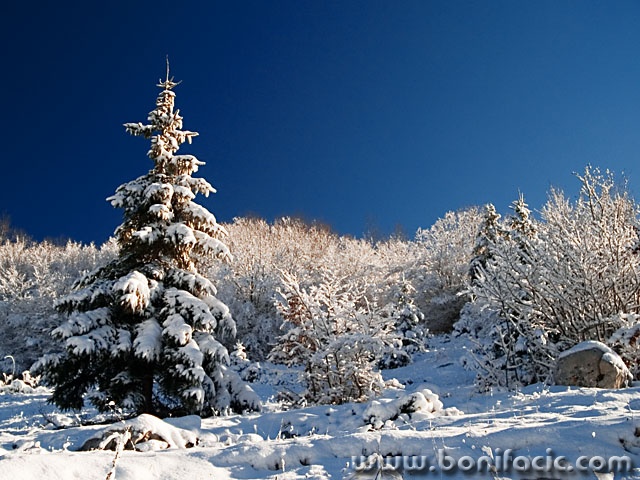 nature___Winter Decorated___Krasno, Croatia.