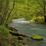 nature___Wood Artery___Zeleni Vir, Croatia.