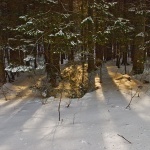 nature___Wood Light___Mrkopalj, Croatia.