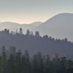 nature___Woods___Gorski Kotar, Croatia.