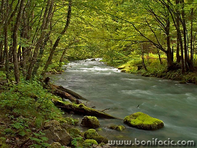 nature___Wood Artery___Zeleni Vir, Croatia.