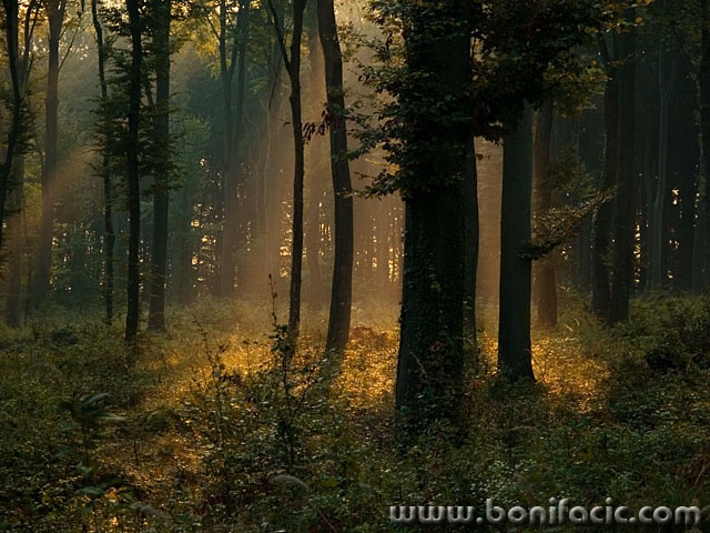 nature___Wood Magic___Kupinovac, Croatia.