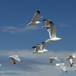 animals___Feel Free___Punat, Croatia.