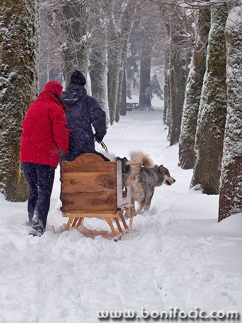 sanjkepsecazaprega1mal