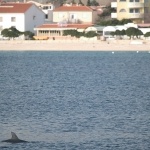 animals___Fin___Baska, Croatia.