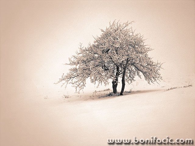 stablo4bwtonedmal