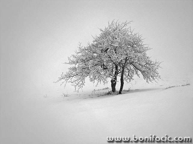 stablo4bwmal