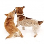 animals___Game___Josipdol, Croatia.