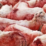 animals___One Head___Cres, Croatia.