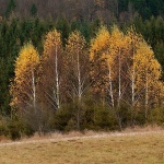 bjelolasica20mal