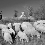 pastir1BW_mal