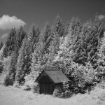 barakabjelolasica1mal