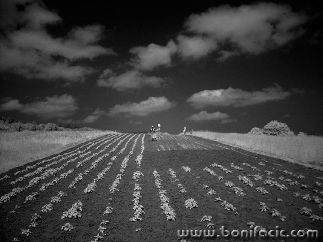 krumpirdreznicababa1mal