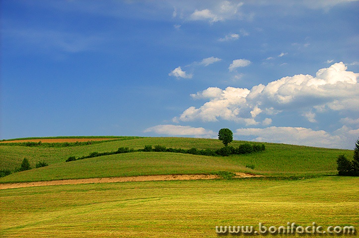 nature___One Lone Tree___Slovenia.