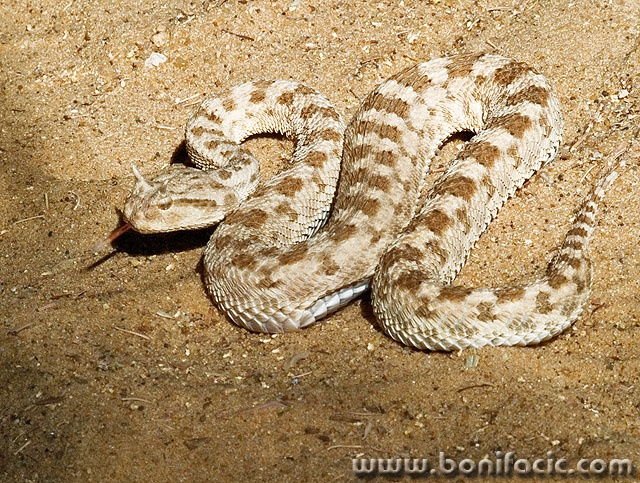 animals___Desert Snake___Tozeur, Tunisia.