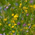 poljskocvjecegorskikotar1mal