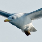 panorama___~¤~___Rab, Croatia.