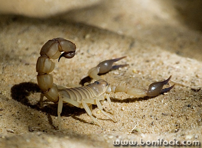 macro___Killer___Tozeur, Tunisia.