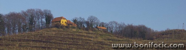 panorama___Grape-Grover___Slovenia.