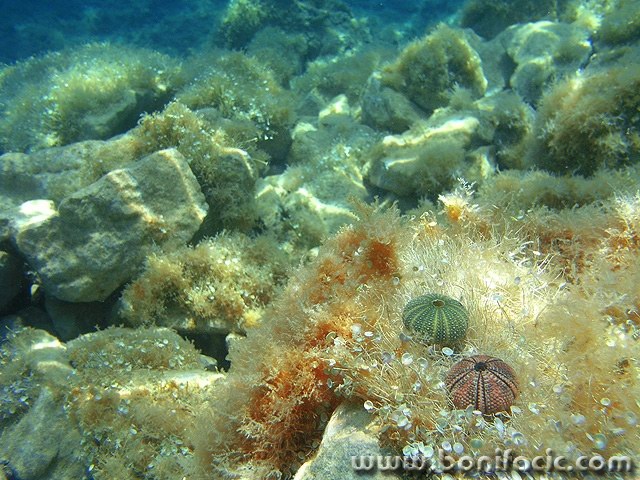 nature___Urchins___Punat, Croatia.