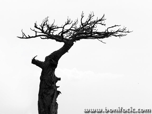 baobab1mal