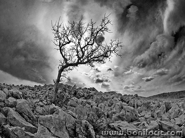 bw___Fiery Shrub___Voz, Croatia.