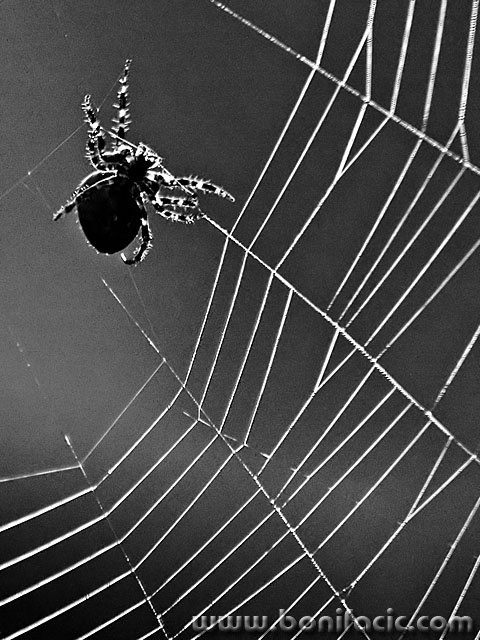 bw___Black Widow___Djurdjevac, Croatia.