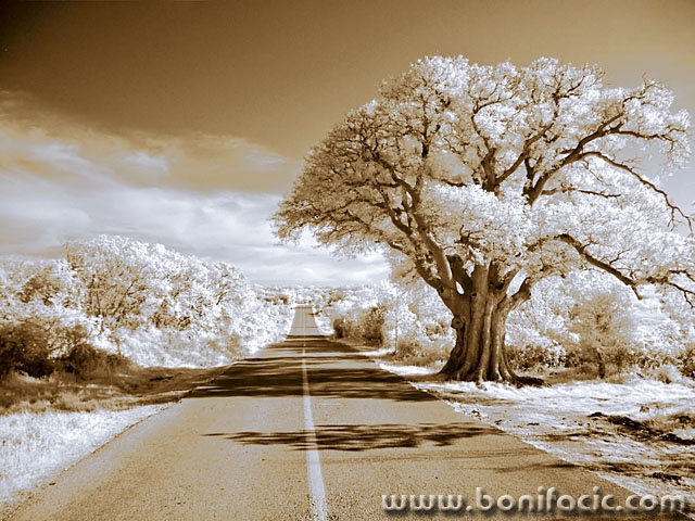 bw___Tree Way___Vrbnik, Croatia.
