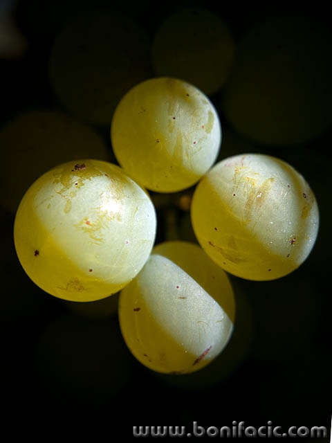 grozd10mal