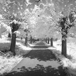 bw___No Chlorophyll___Modrus, Croatia.