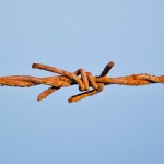 macro___Adytum___Ponikva, Croatia.