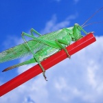 macro___Before Jump___Punat, Croatia.