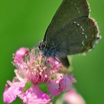 macro___Big Eye___Mali Losinj, Croatia.