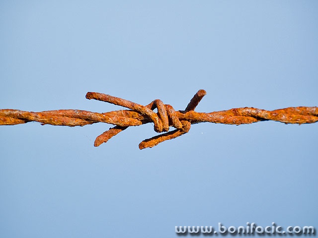 macro___Adytum___Ponikva, Croatia.