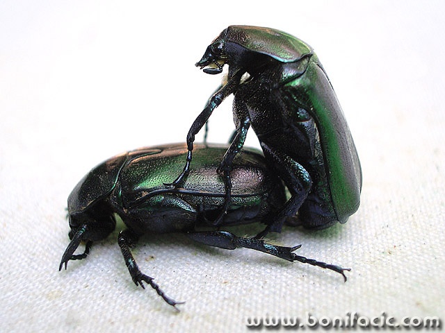 macro___Love Is In The Air___