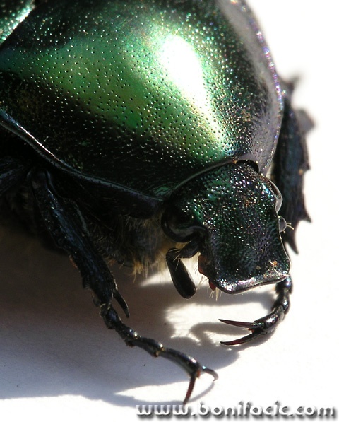 macro___Armored Cruiser___