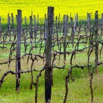 ulanarepicavinograd1mal