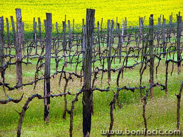 ulanarepicavinograd1mal