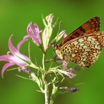 macro___Butterfly___