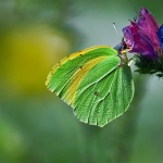 macro___Camouflage___Mali Losinj, Croatia.