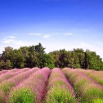 lavanda1mal