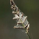 macro___Captived___Djurdjevac, croatia.