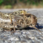 macro___Carrier___Punat, Croatia.